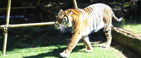 australia zoo - tiger