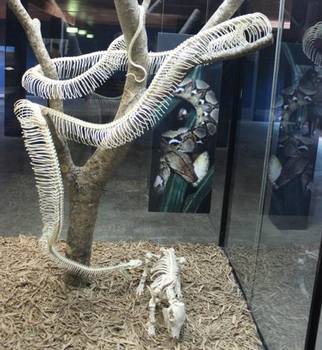 australia zoo - python