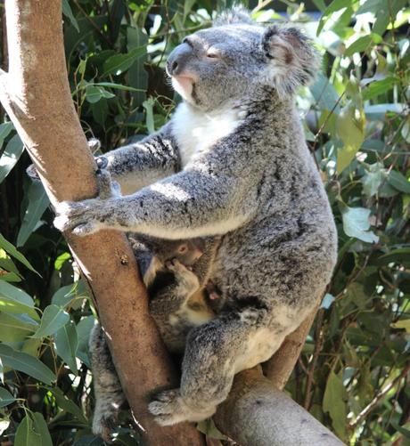 australia zoo - koala baby