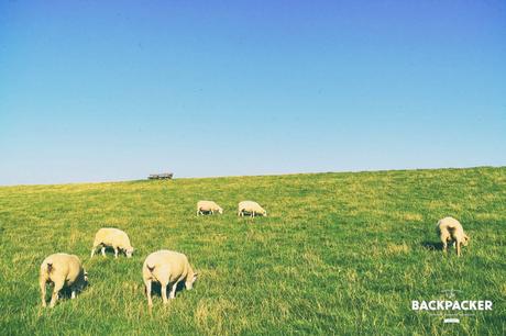 Noch nie habe ich so viel Nahrung direkt neben dem Endprodukt der Verdauung gesehen – Schafe beim Grasen in der eigenen Schei...