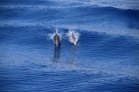 06_Whalewatch-Imperia-Delfine-im-Kielwasser-Pelagos-Sanctuary-Mittelmeer-Ligurien-Italien