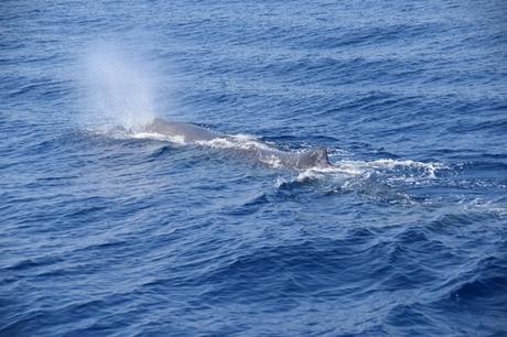 18_Whalewatch-Imperia-Pottwal-blaest-Pelagos-Walschutzgebiet-Mittelmeer-Ligurien-Italien
