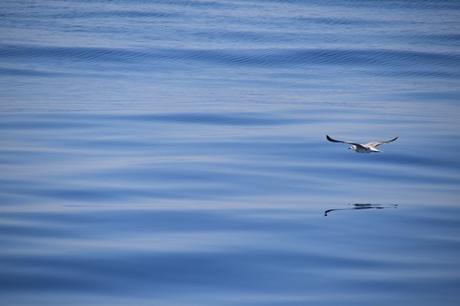 11_Whalewatch-Imperia-Moewe-Pelagos-Sanctuary-Mittelmeer-Ligurien-Italien