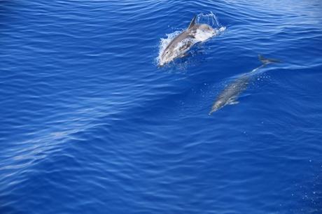 07_Whalewatch-Imperia-Delfine-im-Pelagos-Schutzgebiet-Mittelmeer-Ligurien-Italien