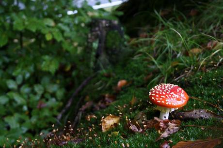 Kuriose Feiertage 15. Oktober - Tag der Pilze in den USA – der amerikanische National Mushroom Day (c) 2015 Jessica Eickmann-3