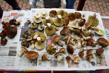 Kuriose Feiertage 15. Oktober - Tag der Pilze in den USA – der amerikanische National Mushroom Day (c) 2015 Jessica Eickmann-6