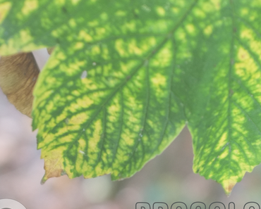 Mix: Progolog – Herbst und all das