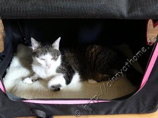 Die Pet Pocket Transport Tasche #Haustiere #OneConcept #Katzen