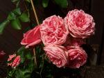 Erlebt in der Natur #19                                 Meine 10 schönsten Rosenfotos