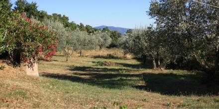 Blick durch den Olivenhain in der Toskana