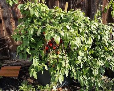 Rocozilla im Winterquartier