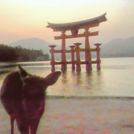 Miyajima mit schwimmendem Torii, Japan