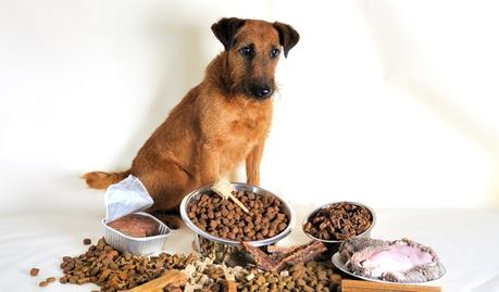 Hund mit verschiedenem Futter