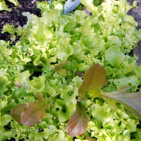 Frischer Salat im November