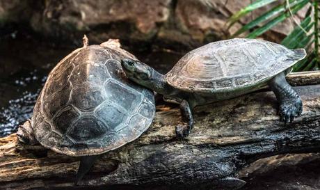 Schildkröten beim Nichtstun - Kuriose Feiertage - 6. November 2016 - Tag des Nichtstuns in den USA – der amerikanische Zero Tasking Day (c) 2015 Sven Giese-2