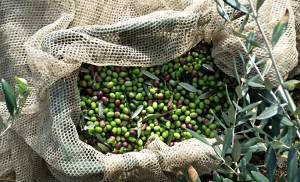 olivenernte-comer-see