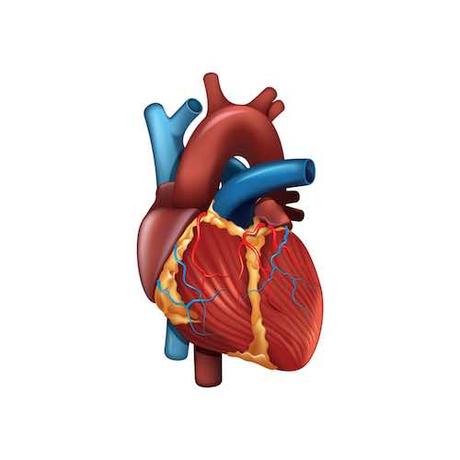 Herzinfarkt durch Hypochondrie?