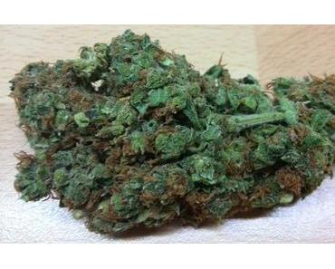 Legalize it – Trump ist besser mit Hanf zu ertragen