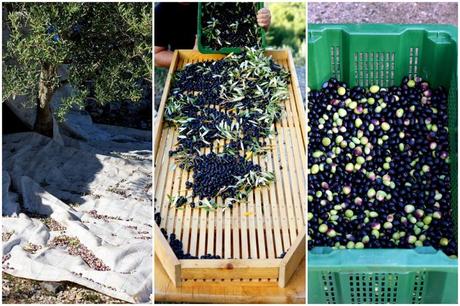 collage-olivenernte-3