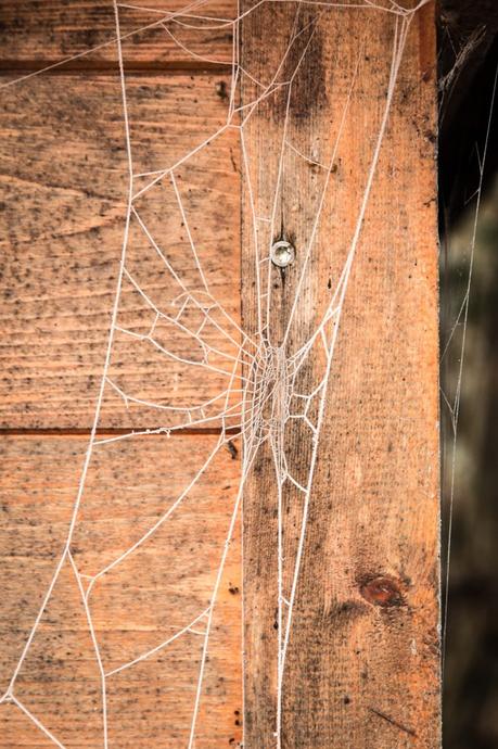 Spinnennetz mit Frost