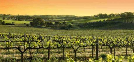 Wein, Kultur und Natur – Willkommen im Süden Australiens