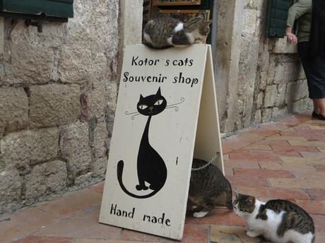 19_Die-Katzen-von-Kotor-Montenegro
