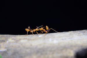 Diagnose Krebs: Die Rose und die Ameisen