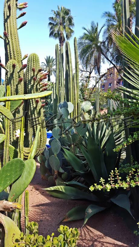 jardin-majorelle-kaktuspalme