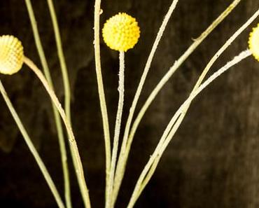 Flowers | Billy Buttons - so gelb, so schlicht, so schön