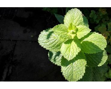 PlantVillage: Diagnose nach Fotos