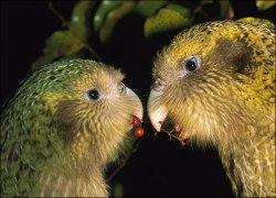 kakapo-pair