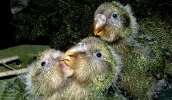 kakapo-chicks2