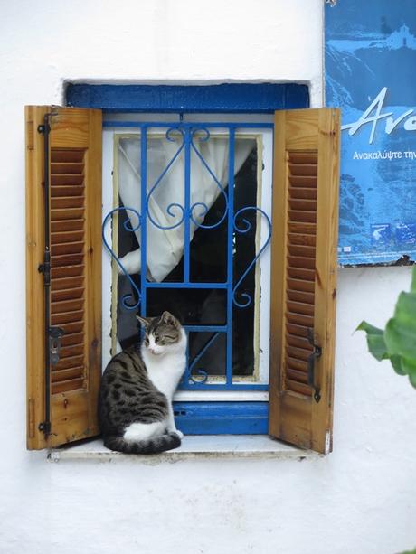 29_Katze-an-einem-Fenster-in-Anafiotika-unterhalb-der-Akropolis-Athen-Griechenland-Kreuzfahrt-Mittelmeer