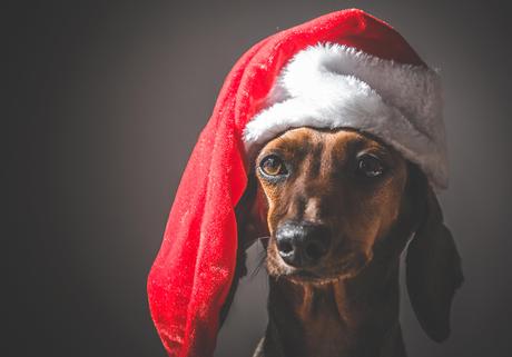 christmas miniature dachshund puppy wearing Santa Claus hat on fabric bag