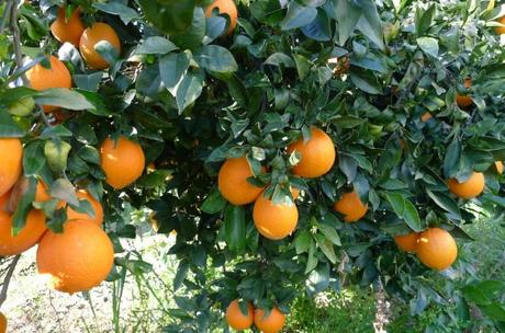 Gebana: Orangen