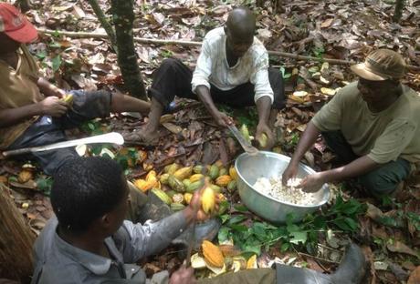 Gebana: Kakaobauern