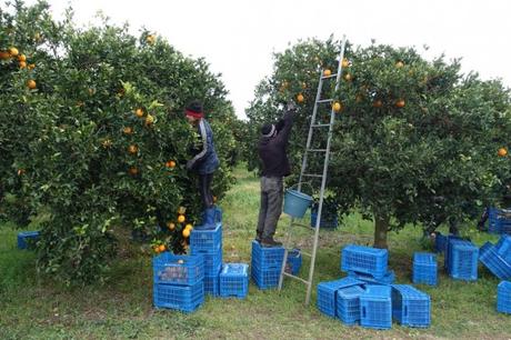 Gebana: Orangenernte