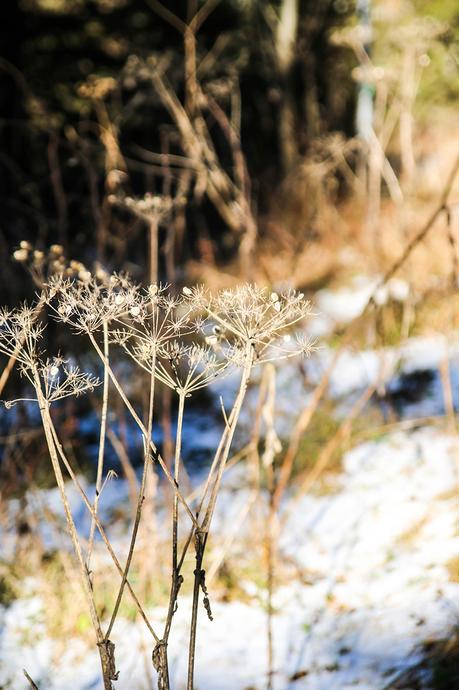 Steiermark: Vom fröstelnden Spaziergang um den Ingerinigsee, zwei Nächten in G'Schlössl Murtal und einem leckeren Essen beim Hofwirt! Steiermark: Vom fröstelnden Spaziergang um den Ingerinigsee, zwei Nächten in G'Schlössl Murtal und einem leckeren Essen beim Hofwirt!