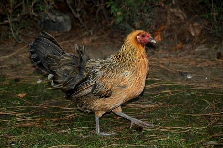 Foto: Ein freiheitsliebendes Huhn