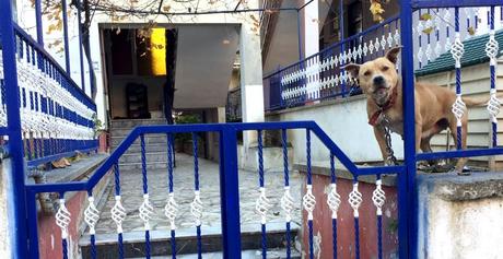 Foto: Hund bewacht ein Haus in der Türkei