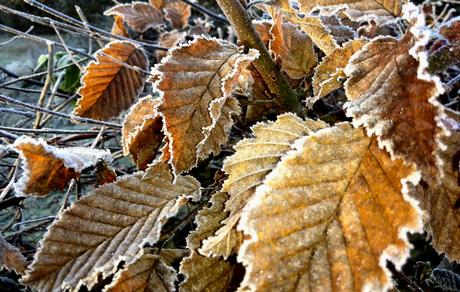Foto: Reif auf Buchenblättern