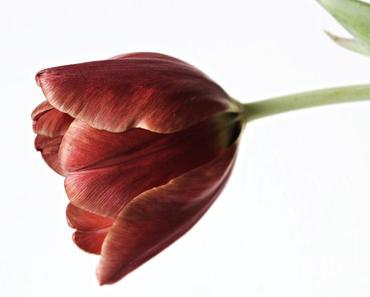 wallpaper-1689754