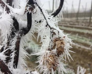 Sonntagsfreude: 2017