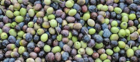 oliven-geerntet
