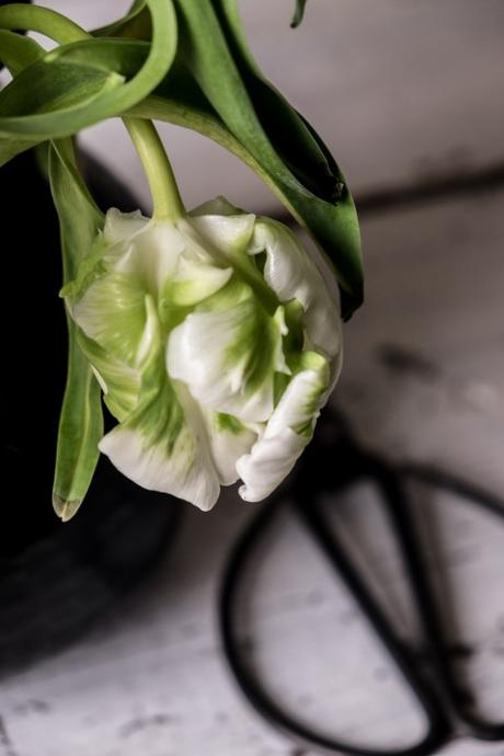 fim.works | Fotografie. Wortakrobatik. Wohngefühl. |  Die ersten Tulpen im neuen Jahr: weiße Papageientulpen