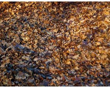 Laub in der Abenddämmerung