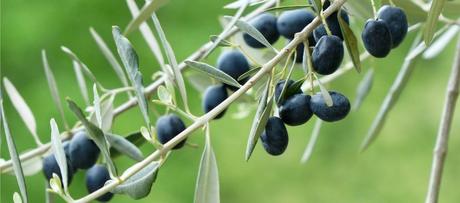 Die Olive – Eine Begeisterung die bleibt!