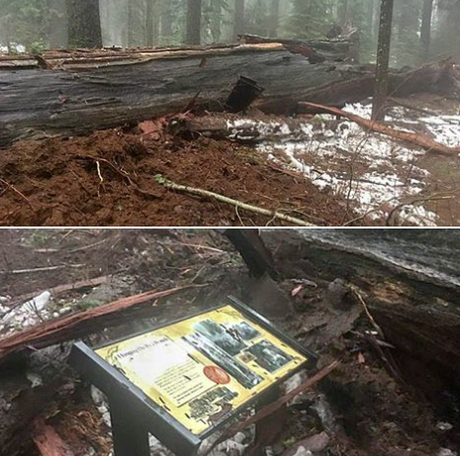 Berühmter Sequoia-Riesenbaum fällt Monstersturm zum Opfer