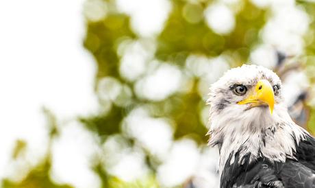 Kuriose Feiertage - 10. Januar - Rettet-die-Adler-Tag in den USA – der amerikanische Save the Eagles Day (c) 2016 Sven Giese-1