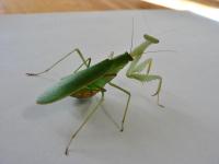 nz-mantis-mating-s-af-2